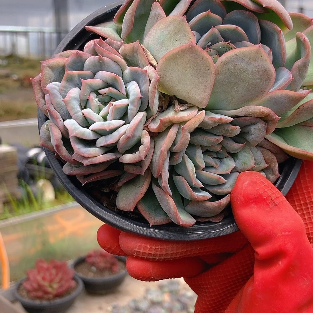白盆泡泡纱很干随机阴阳