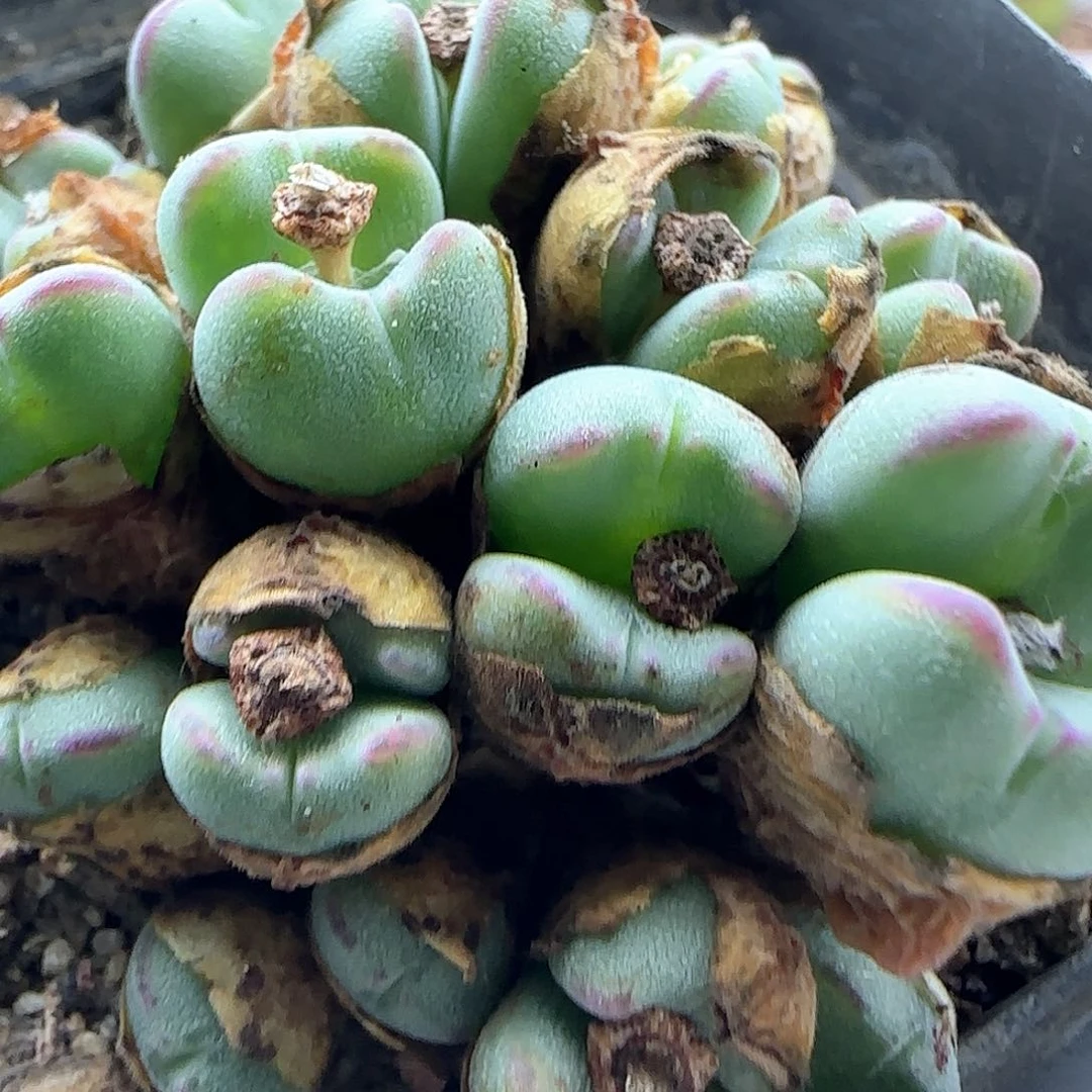 大甩卖开始啦42967