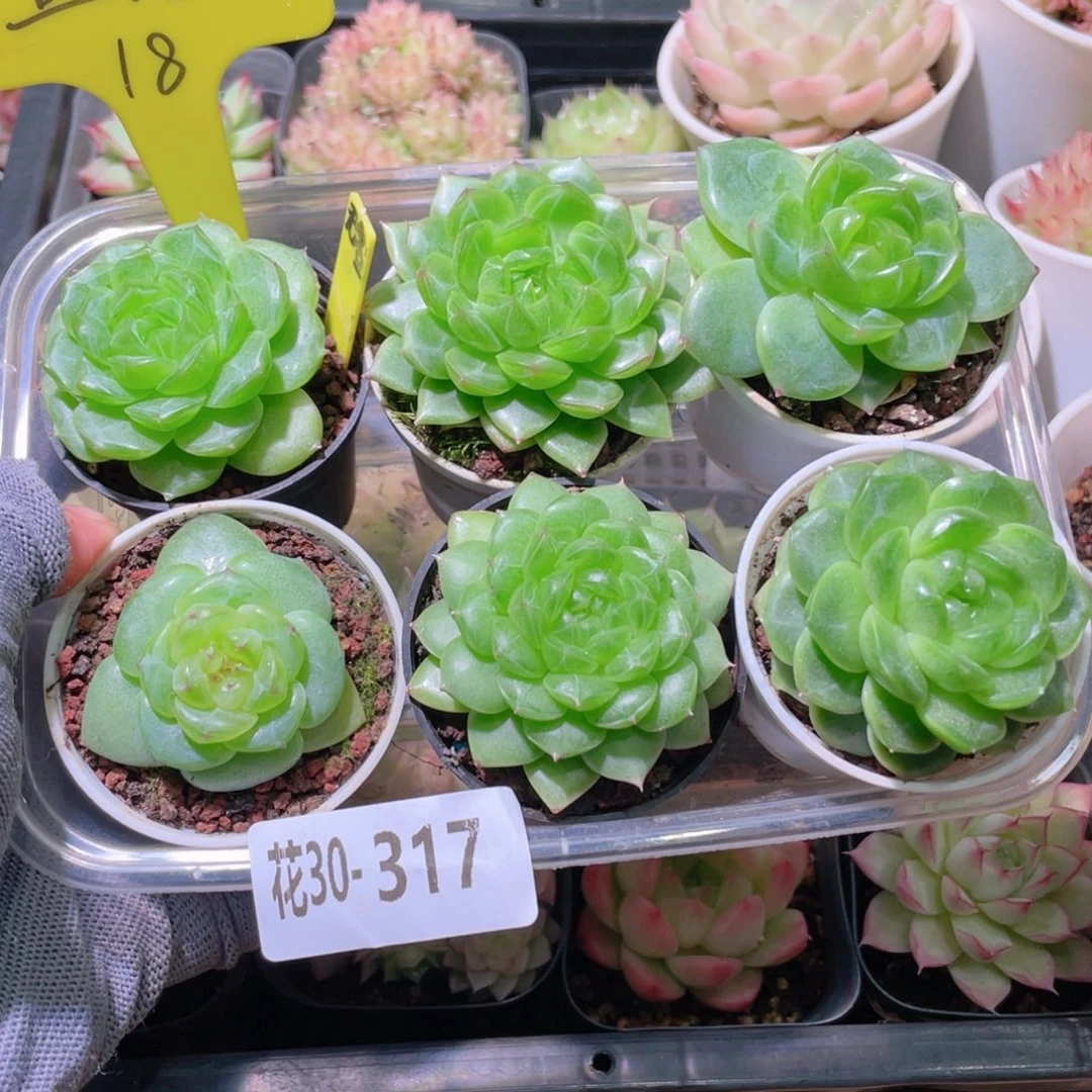 花利美30-317多肉6颗