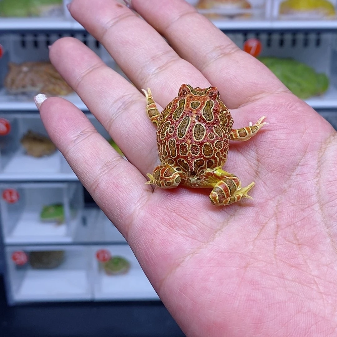大吉大利恭喜发财