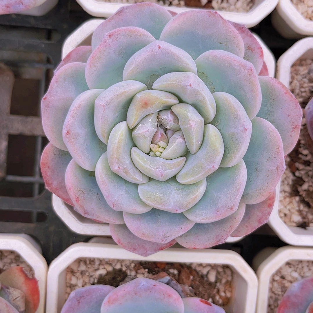 冰玉9.5公分999988889