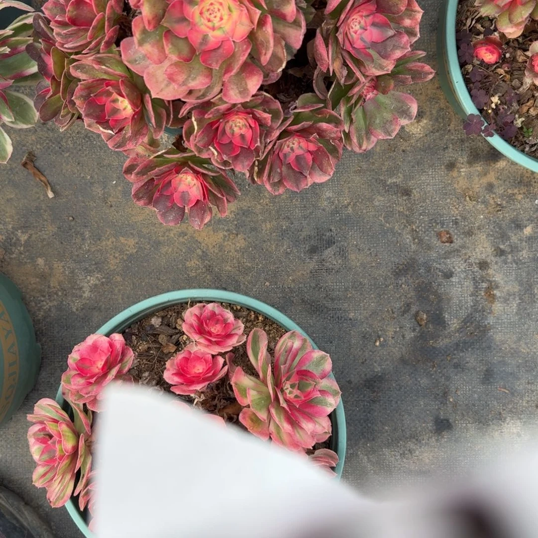 大荔枝多肉植物老庄802