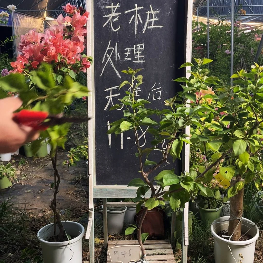 完全开放三角梅三角梅946