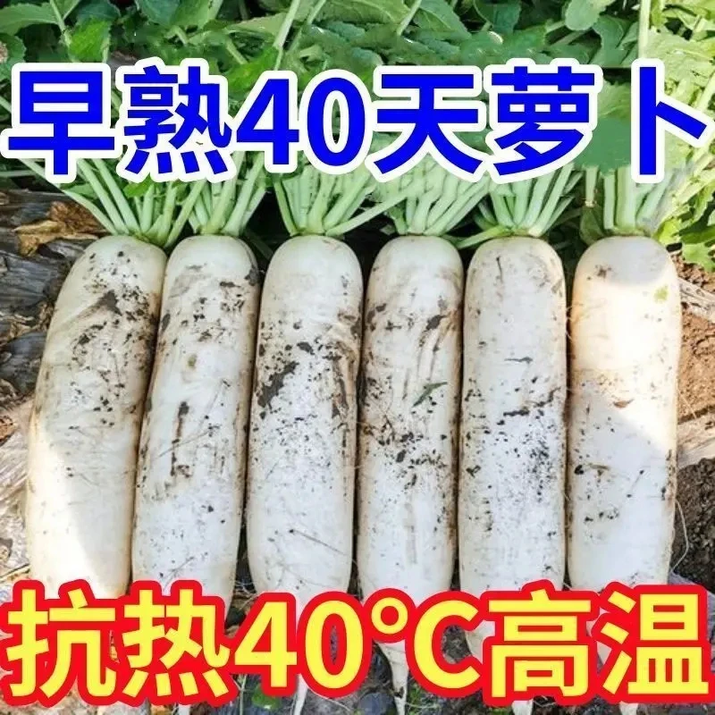 耐高温40度夏季白玉萝抗热抗病高产大白萝卜种子耐抽苔阳台种植简