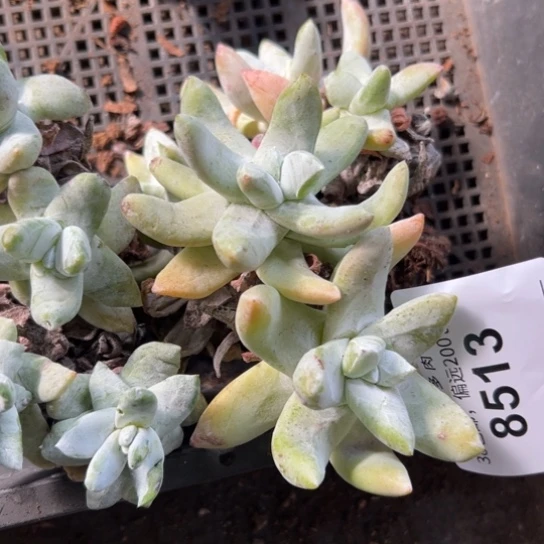 用****7谢谢姐姐～一物一拍8513