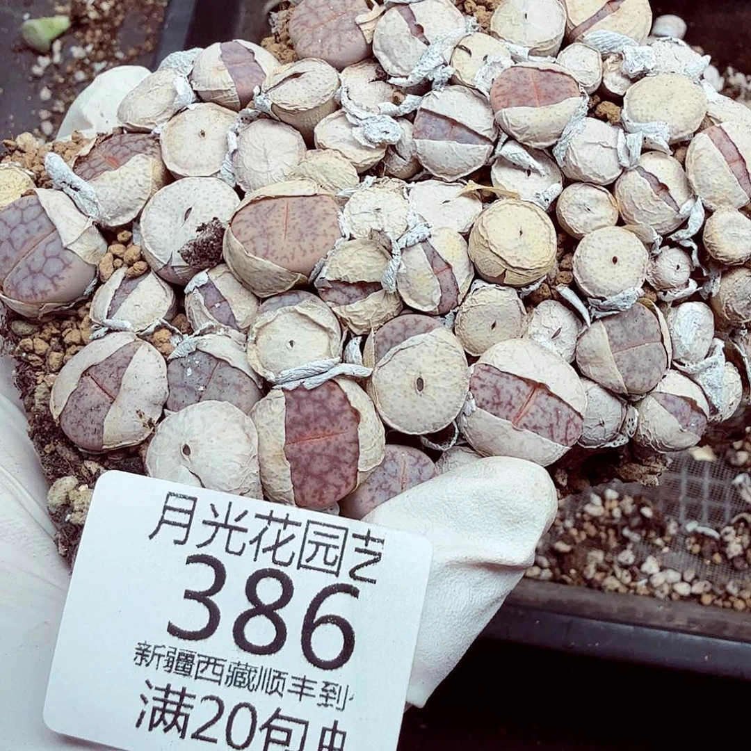 你也快回来吃饭哈哈啊386