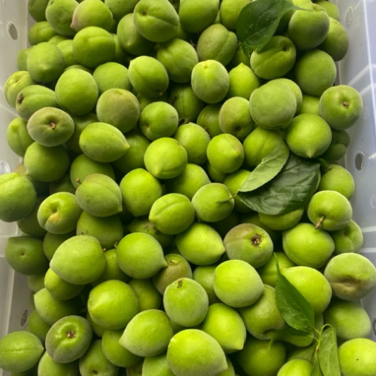 诏安新鲜青梅 青竹梅 泡酒 做梅露
