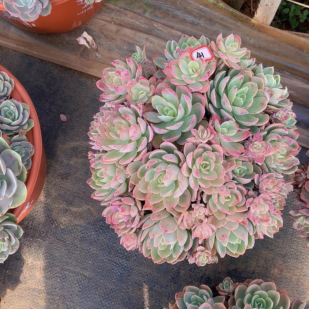 小*哒老三多肉一物一拍家里41丝绸