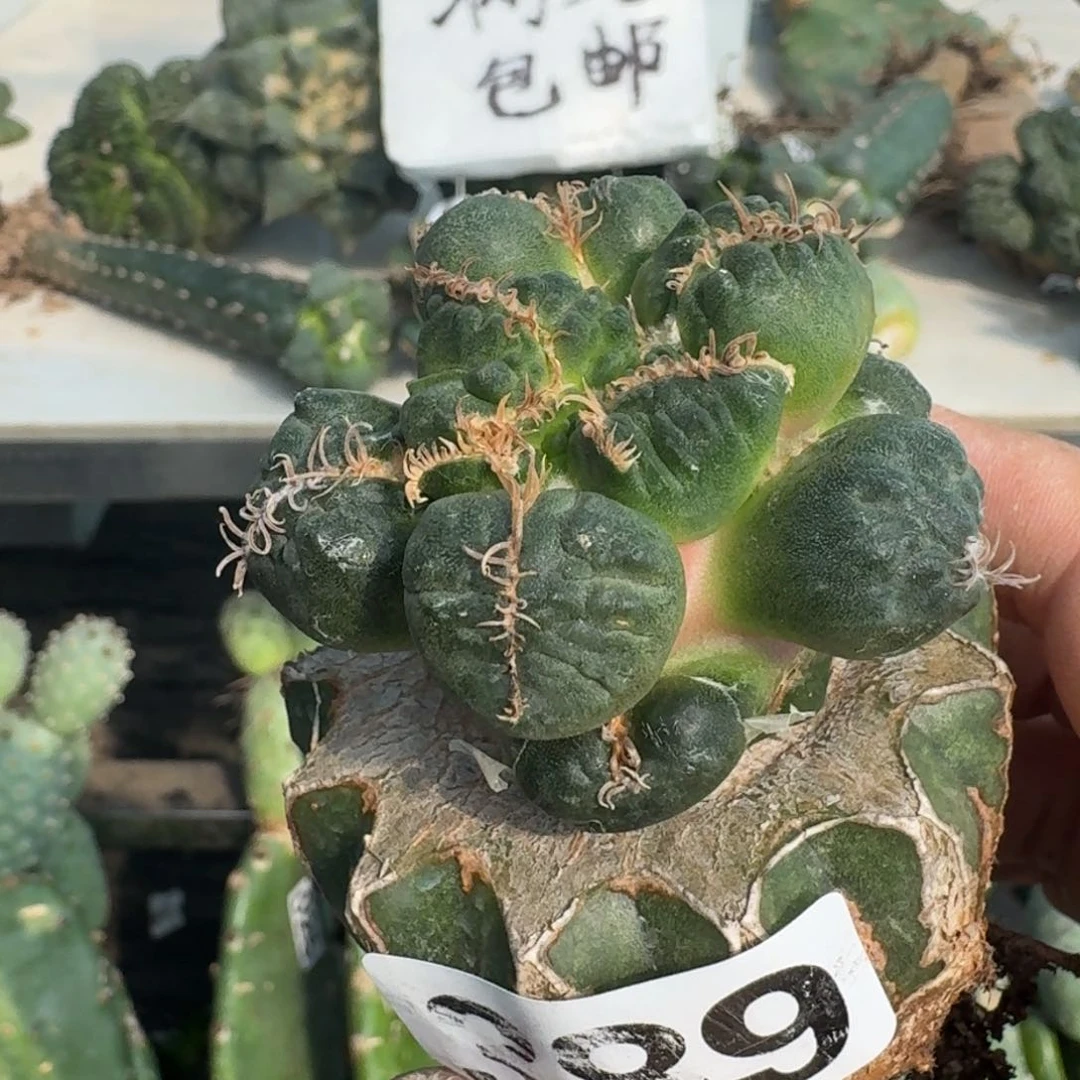 【闪购商品】无花朵許****植变尤蛋389