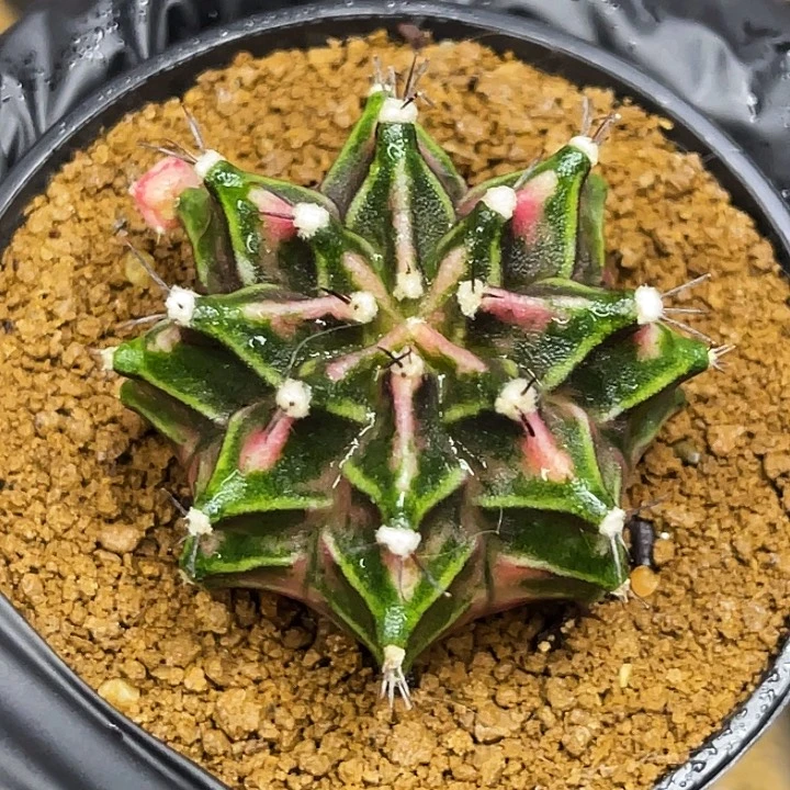 粉白臀 一物一拍