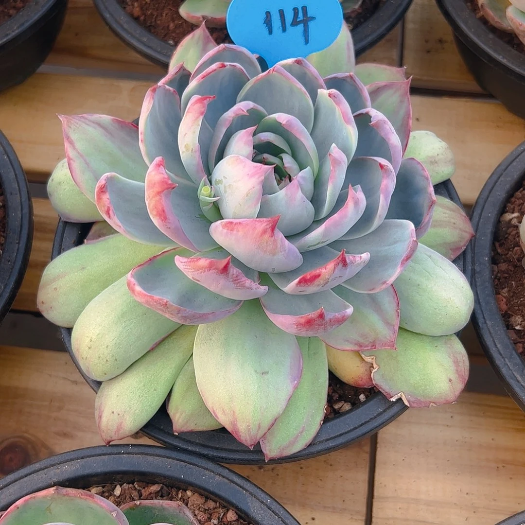 美****e惊鸿仙子一物一拍114号