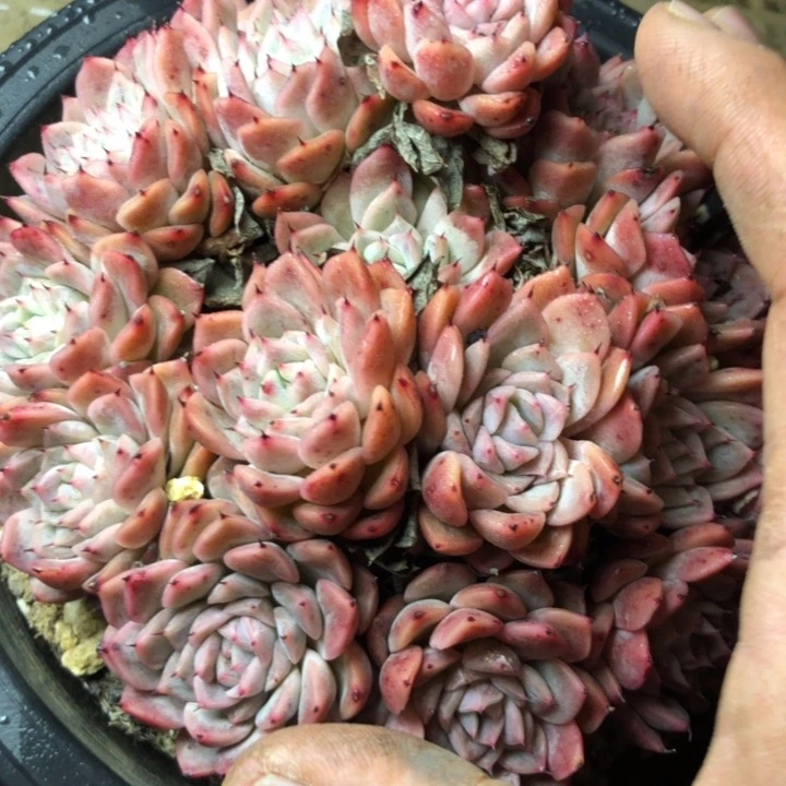 26//////////////////