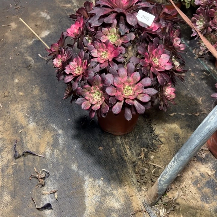 木**开296烟花多肉多肉多肉多肉