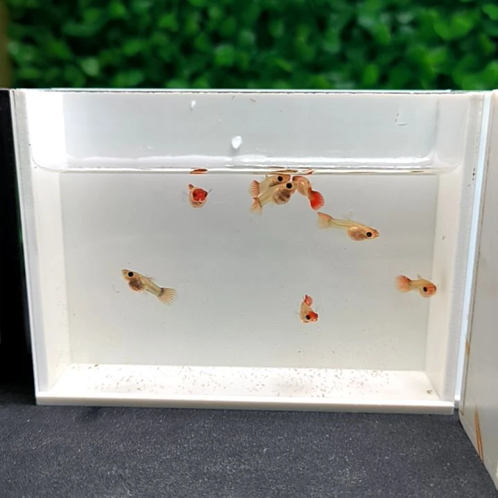 孔雀鱼红头玻璃猫苗子8条含两条被损。