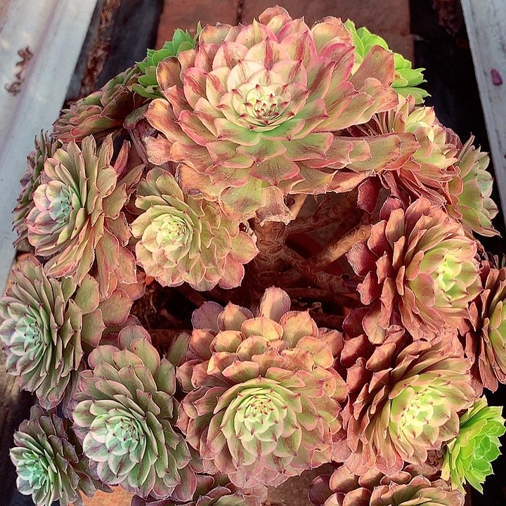 粉黛捧花，多肉植物