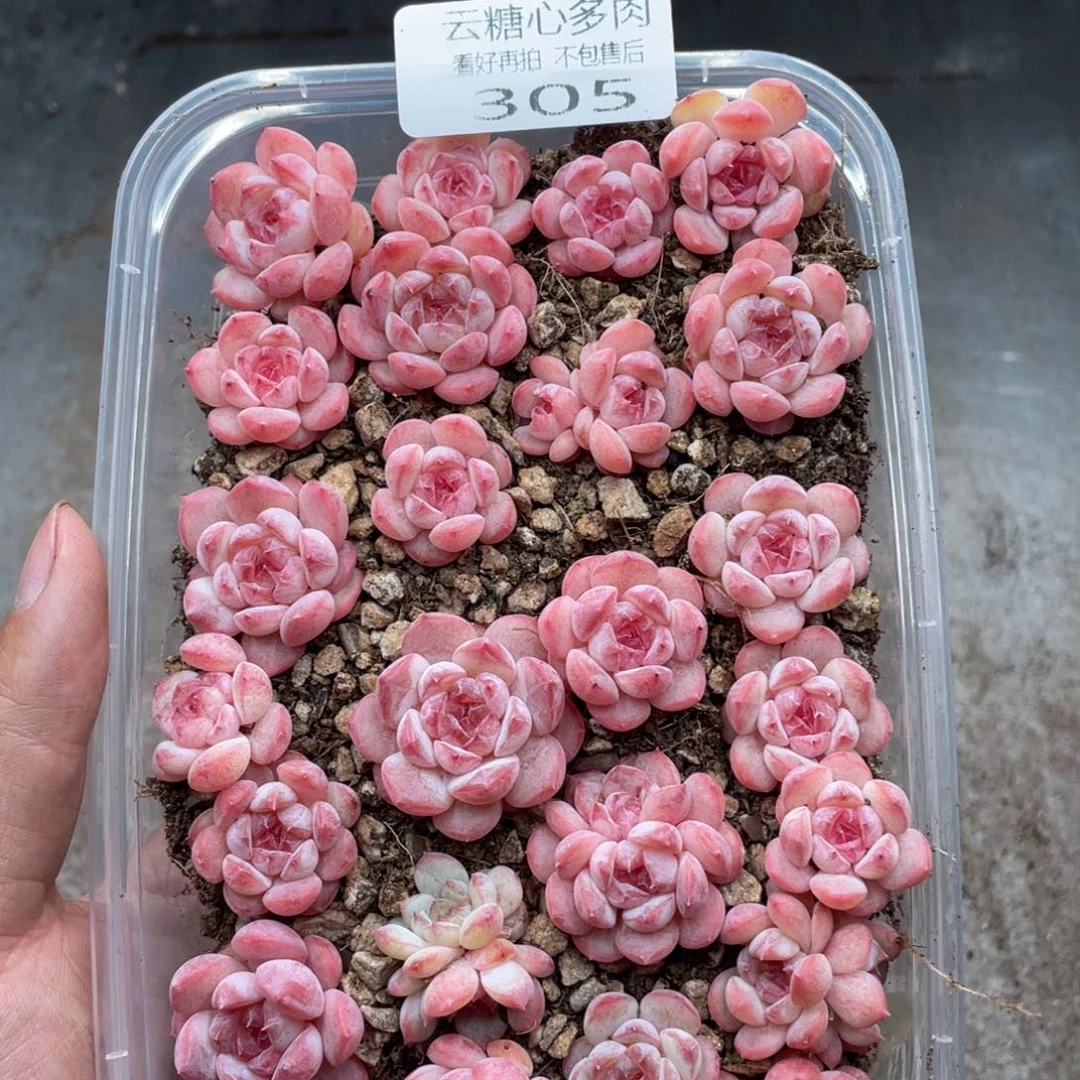 云糖心多肉植物305