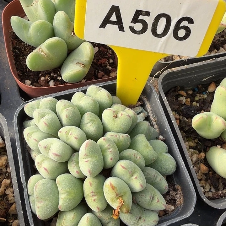 506jjjjjhhhhhhhhhhhhhhj