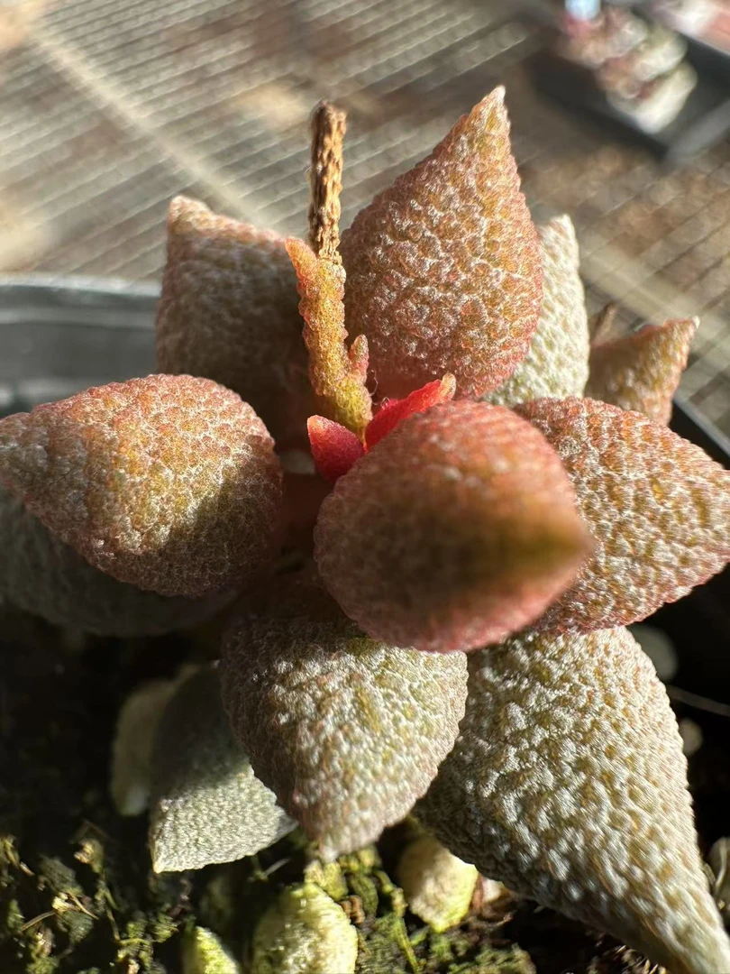 阳台稀有花卉盆栽进口水泡多肉植物小辣椒景天科带盆土成株包邮