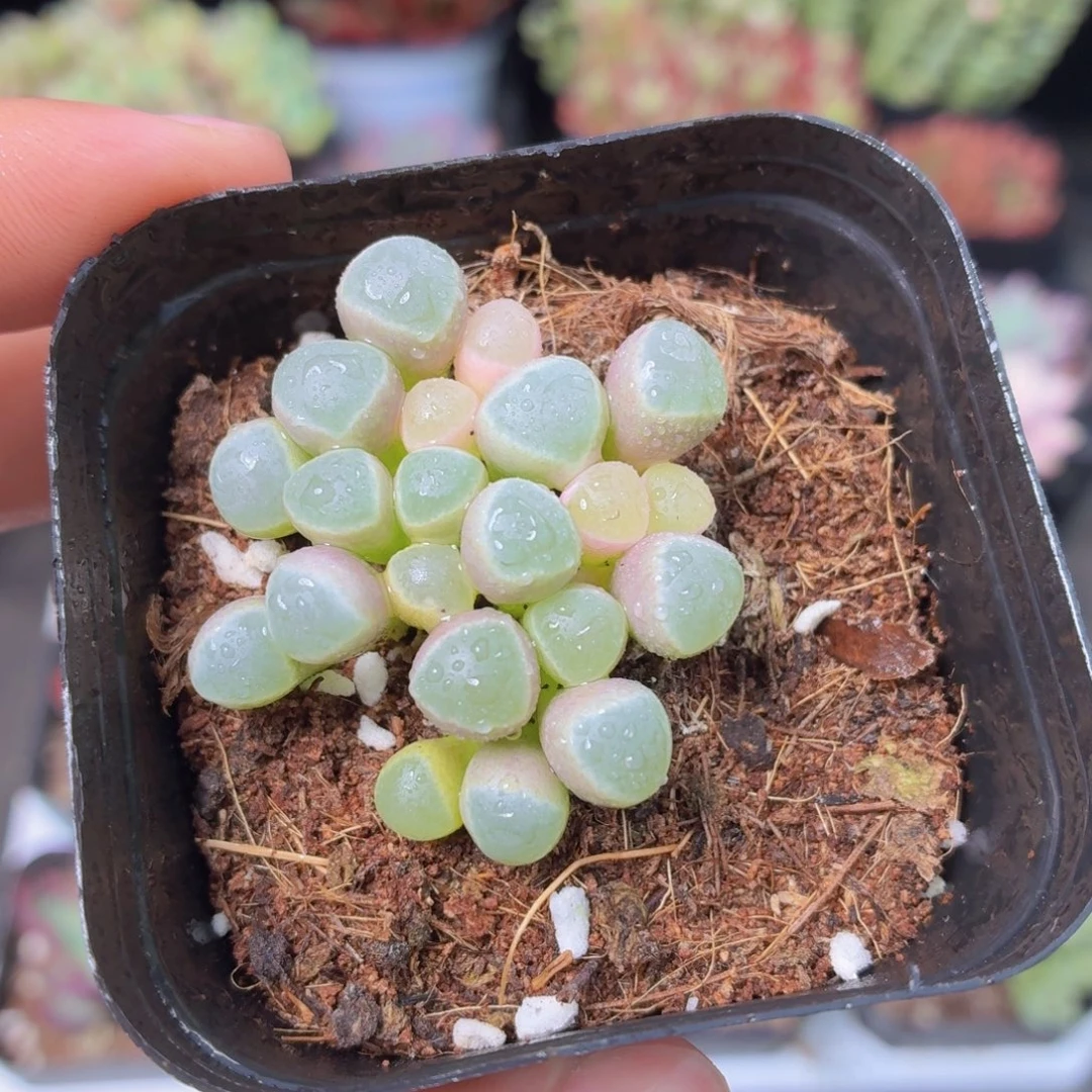 五十灵玉锦多肉9.9包邮发货