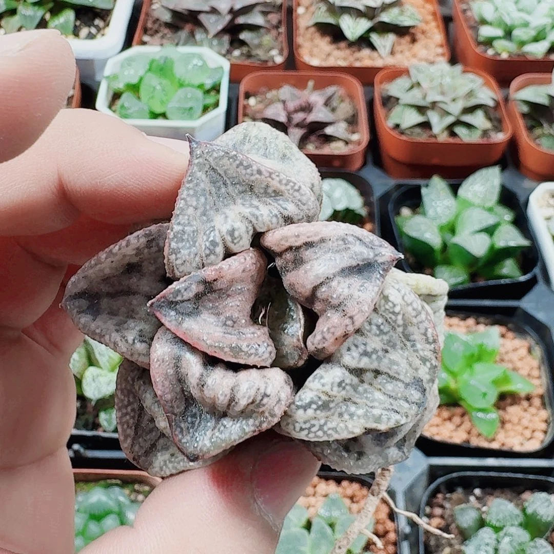 咪***咕十二卷福利活动裸根