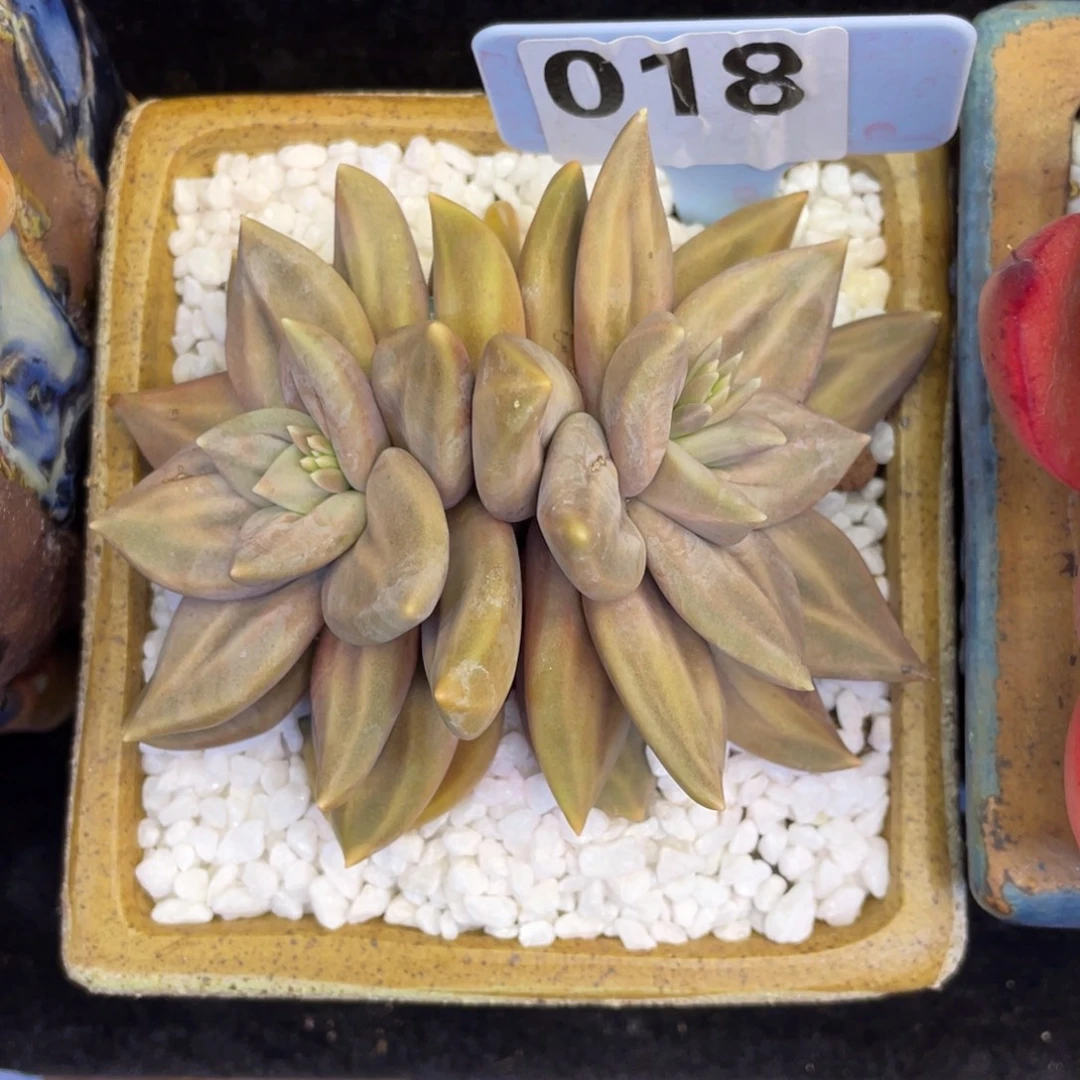 惜春多肉植物盆栽多肉