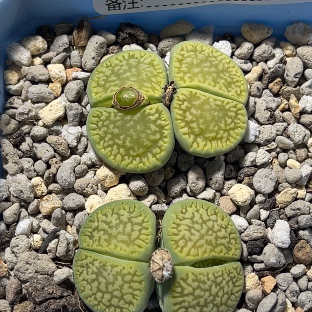 6972双头绿富阳2颗