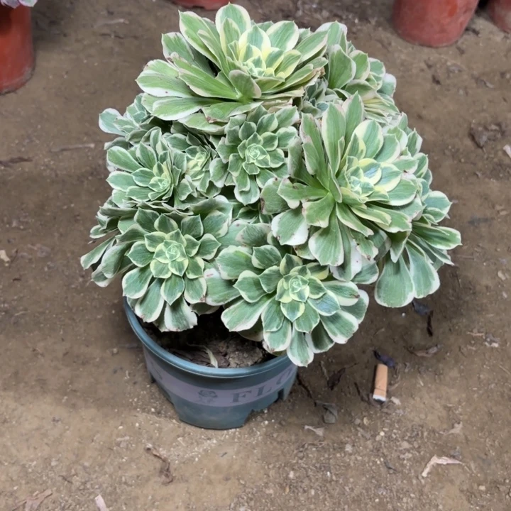 多肉植物法师迈巴赫6