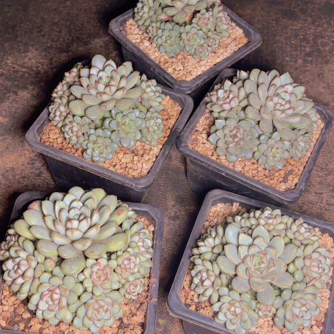 葡萄福利111111111111