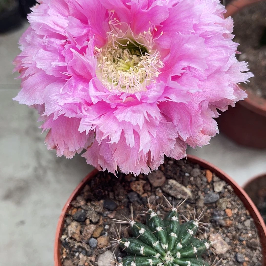 彩草3号带根4公分左右