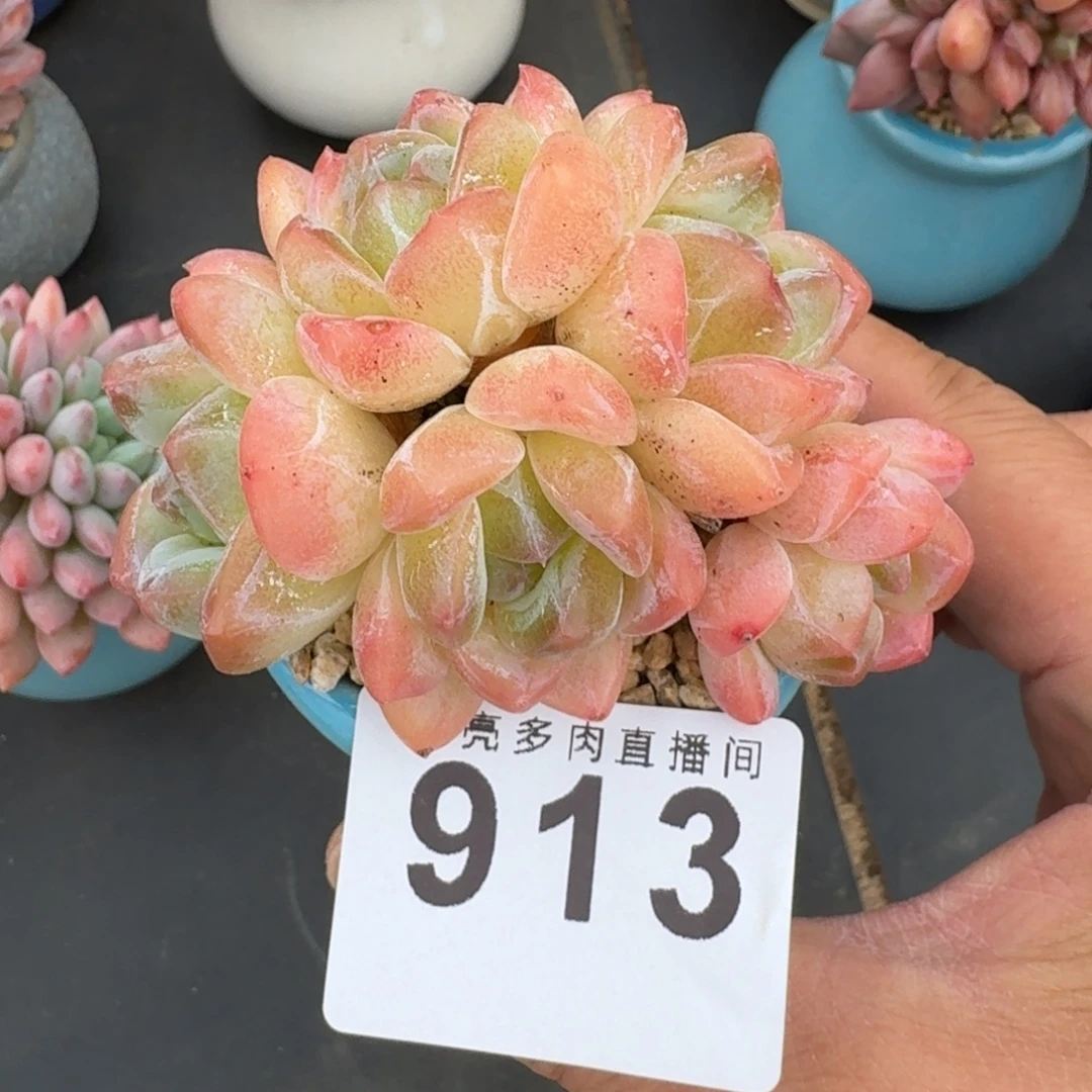 太妃糖群生        平安福寿多，财运福运走上坡