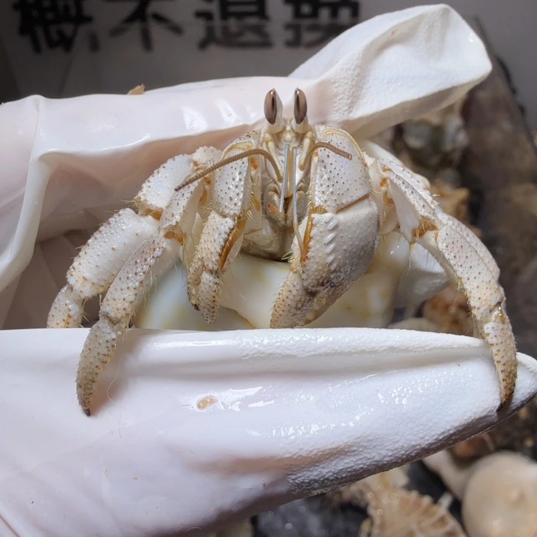 2.5口通体奶奶灰色