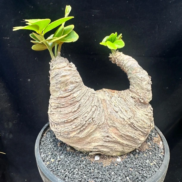 墨西哥铁树，象牙宫款式，双头夹竹桃科精品潮流块根植物 一物一拍