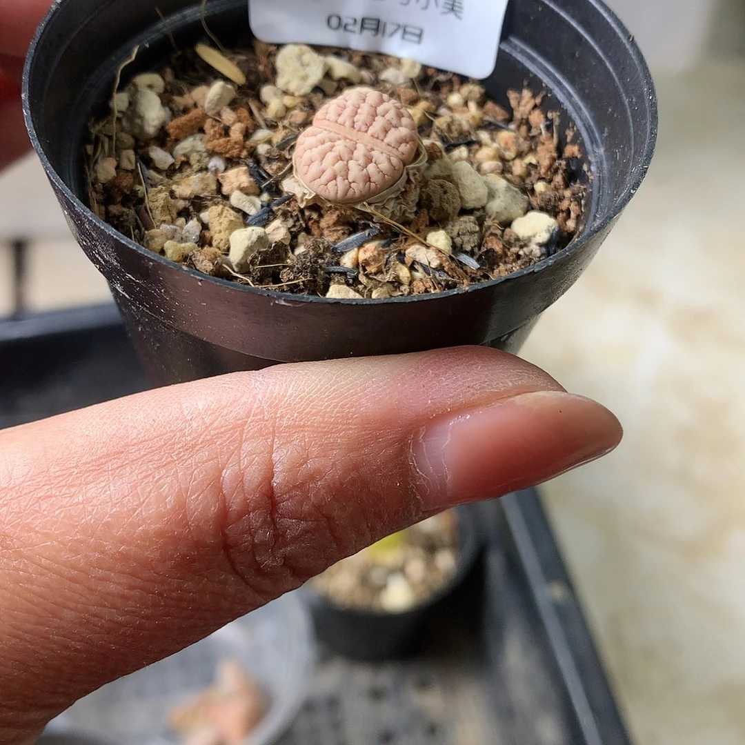 屿*W40多肉植物保护研究所