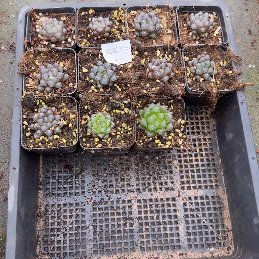 直播福利一物一拍226