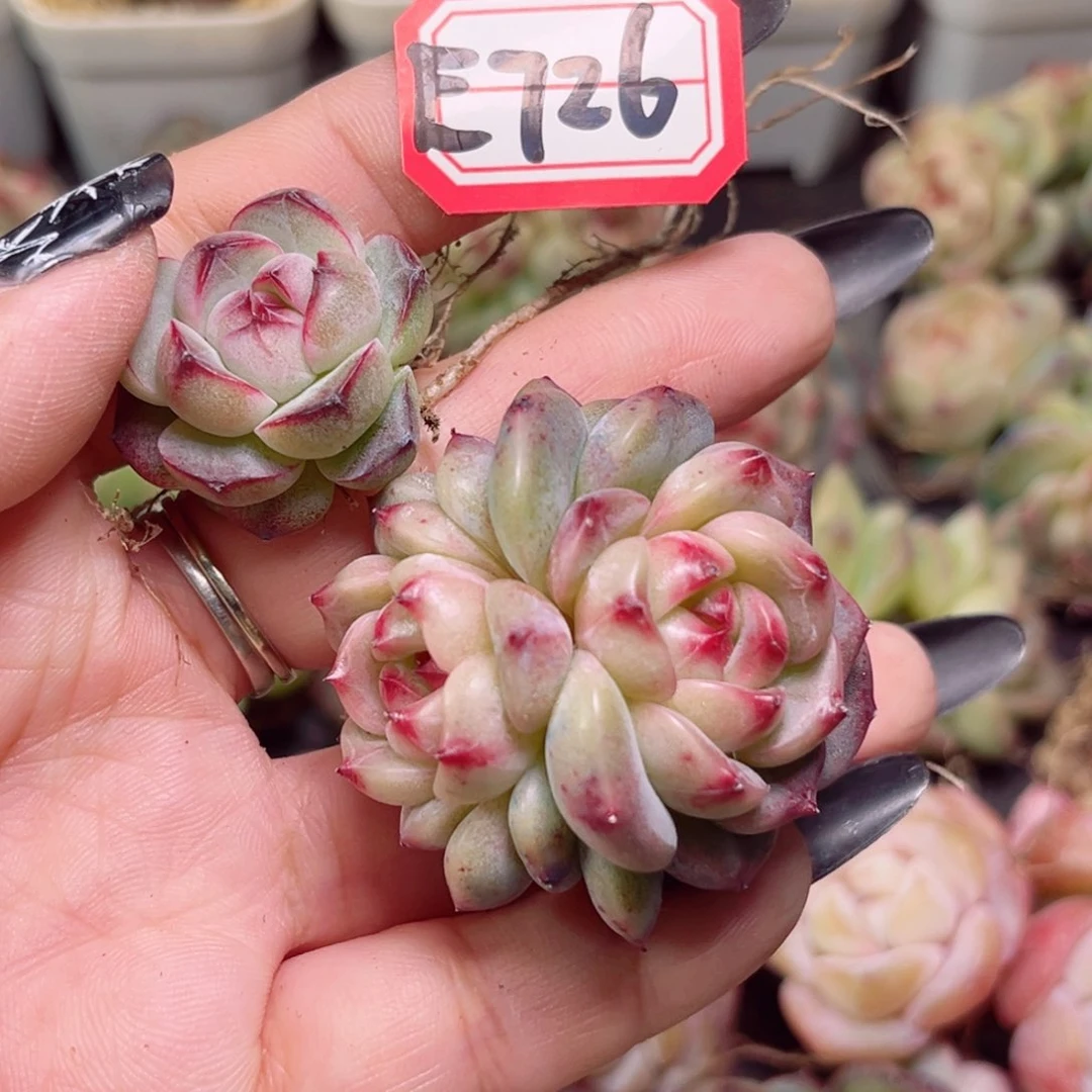 Y****活E726一物一拍 小酒窝、墨梅