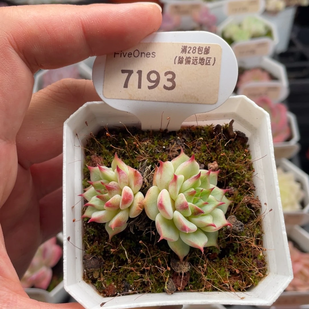 蓝眼睛7193-5厘米