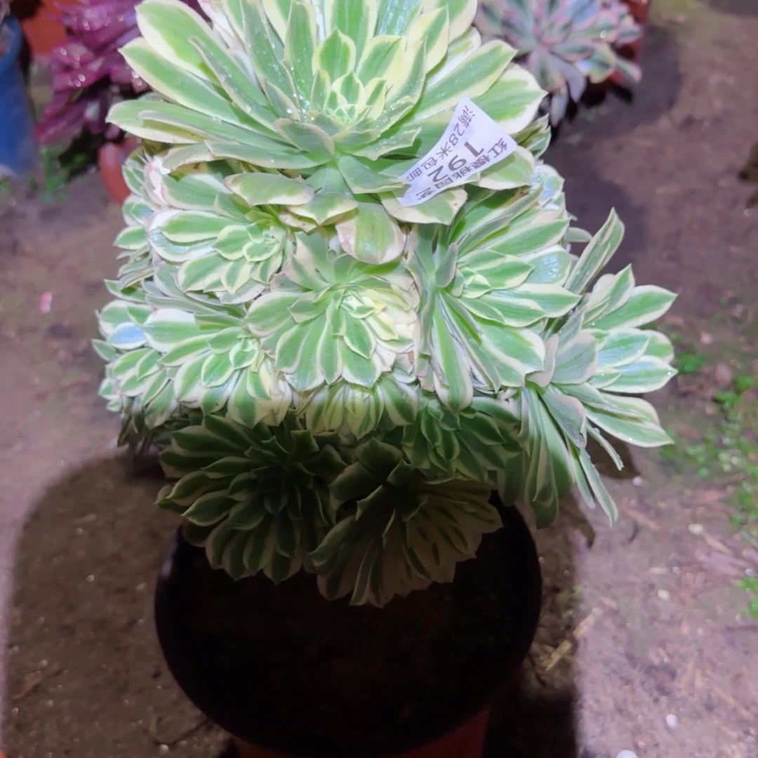 防花法师多肉192