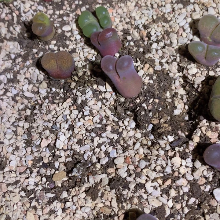 4558888888887755555555