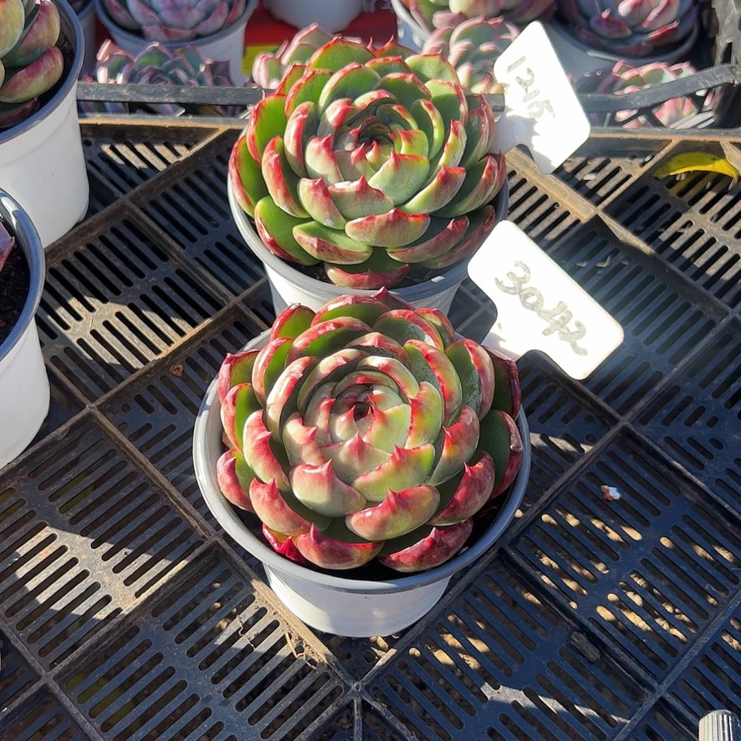 惊鸿仙子1215.3042号