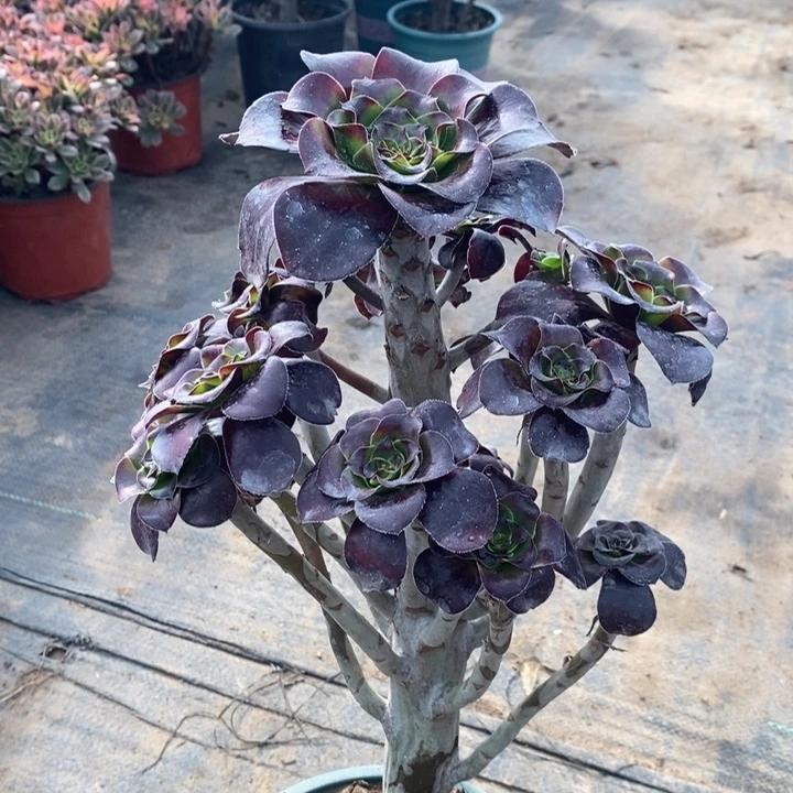 巫毒多肉植物68。