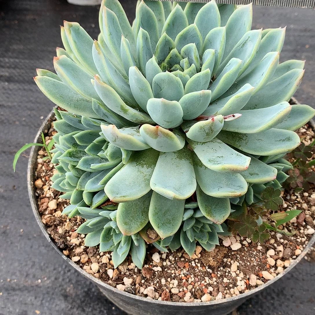 翡翠一物一拍25-32