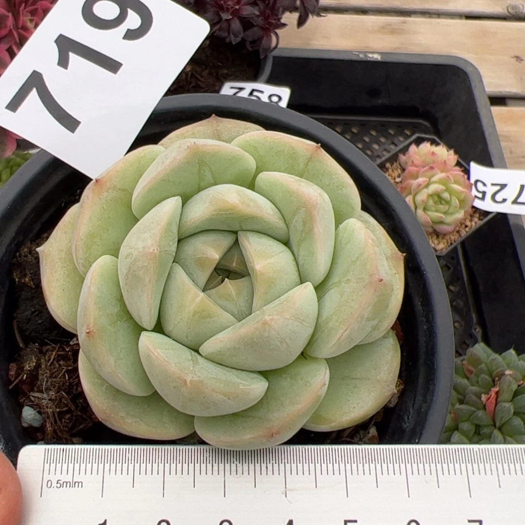 719 多肉植物组合盆栽