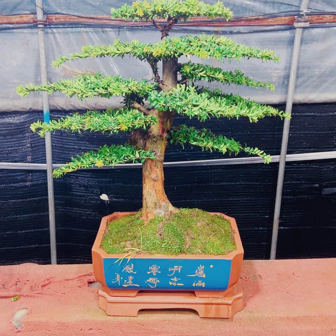 无花朵红芽珍珠罗汉松