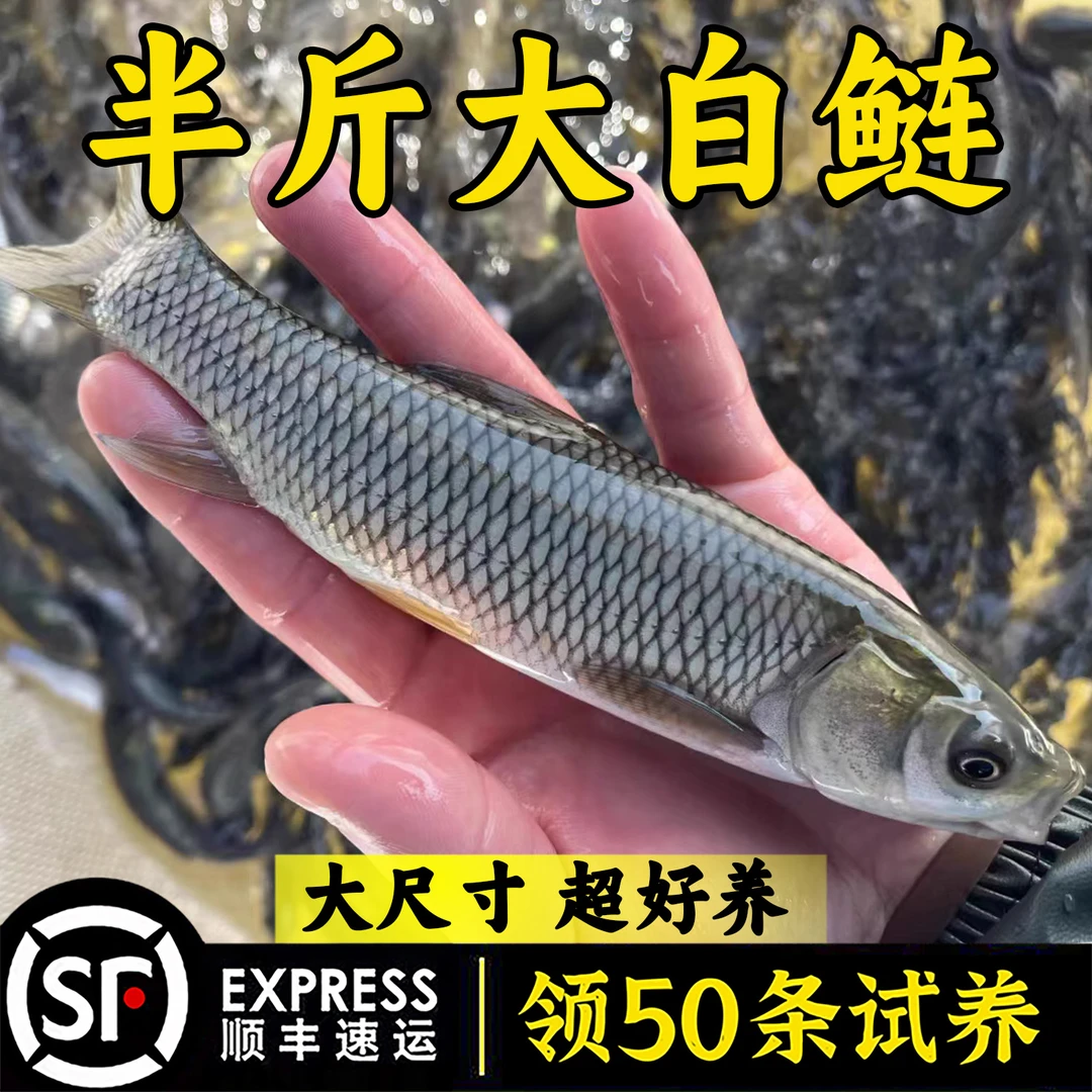 大尺寸白鲢鱼大头鱼胖头鱼淡水鱼花鲢鳙鱼雄鱼苗食用养殖