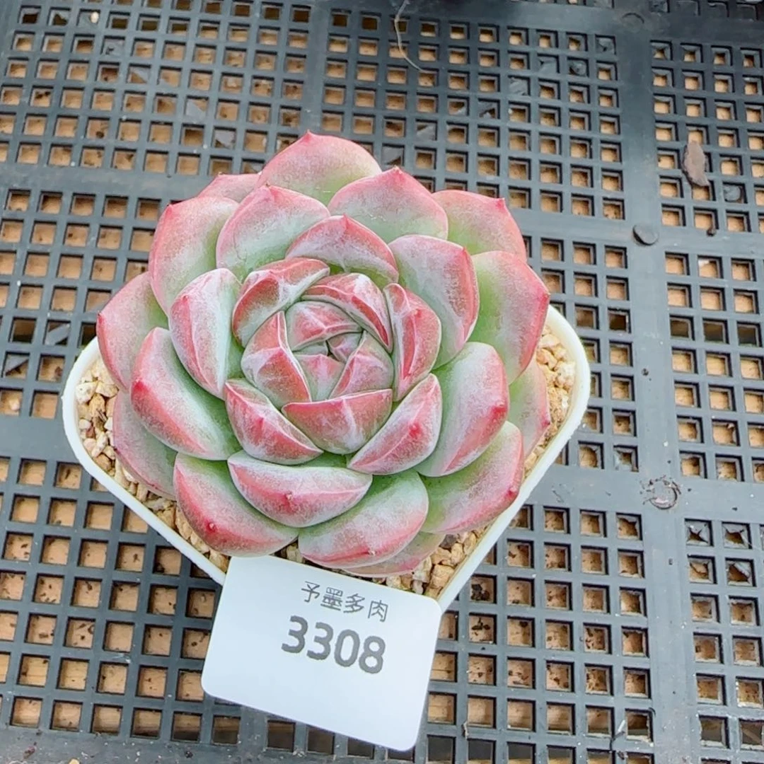玄霜，3308多肉植物