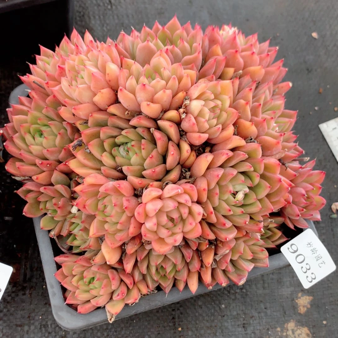 9033杂交多肉植物基地