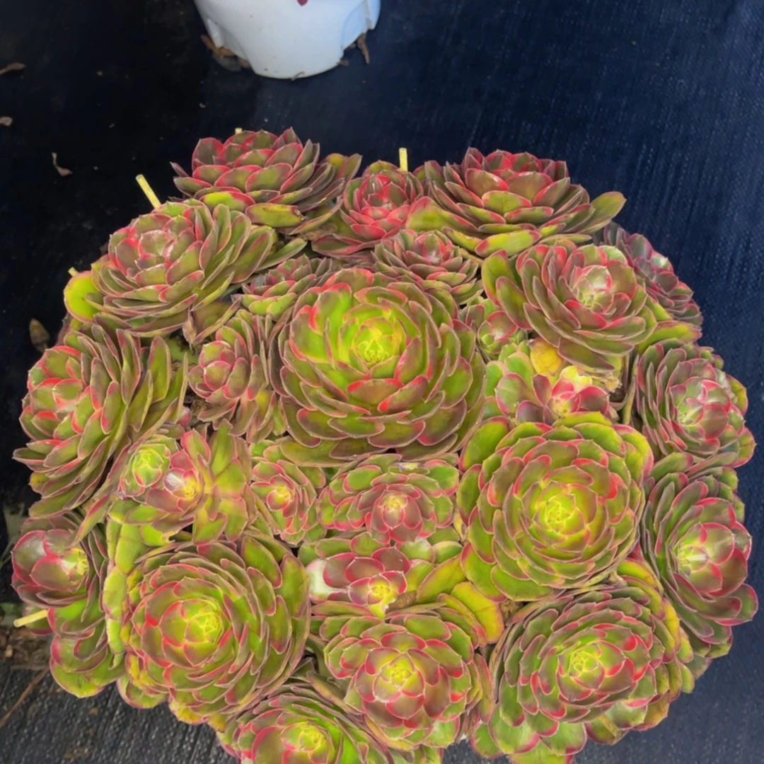 林***虎桃花坞，一物一拍，寄养