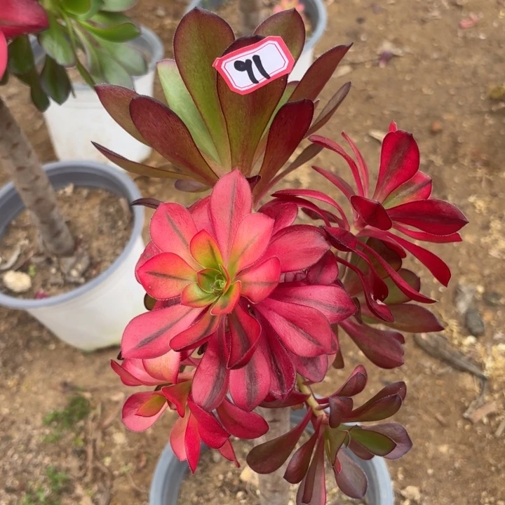 一物一拍巫毒有砍朵91