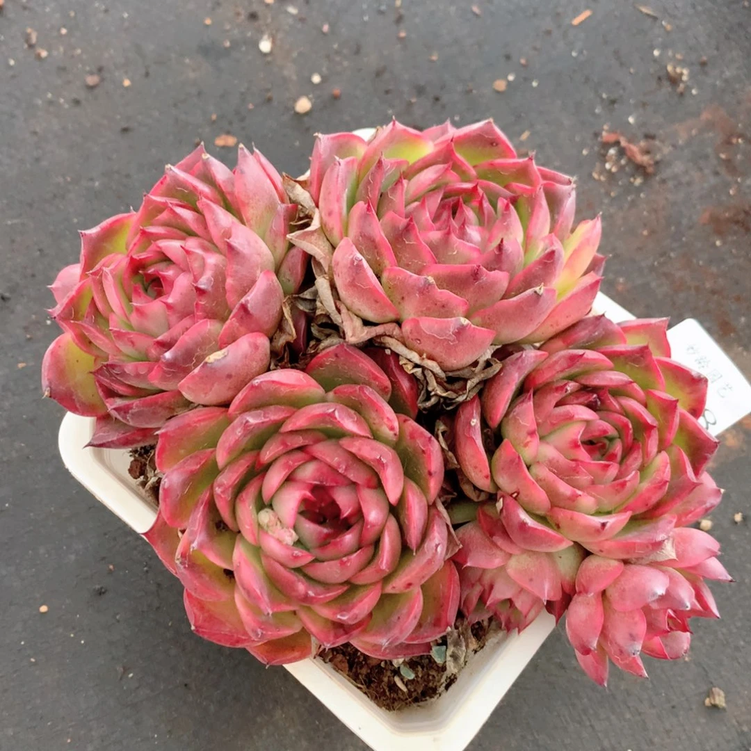 8948杂交多肉植物基地