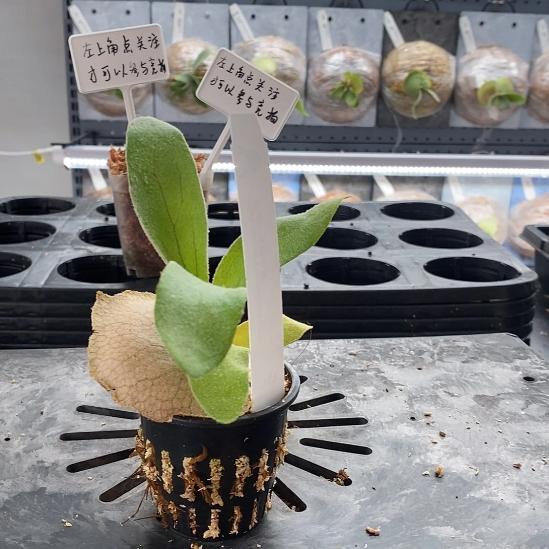 无花朵鹿角蕨野银btv鹿角蕨